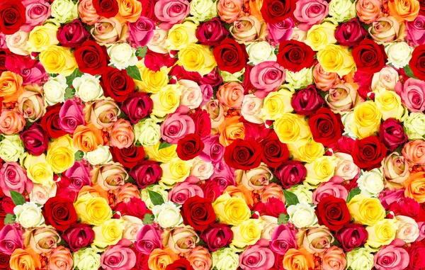 Rozmanité růže. barevný květ pole — Stock fotografie