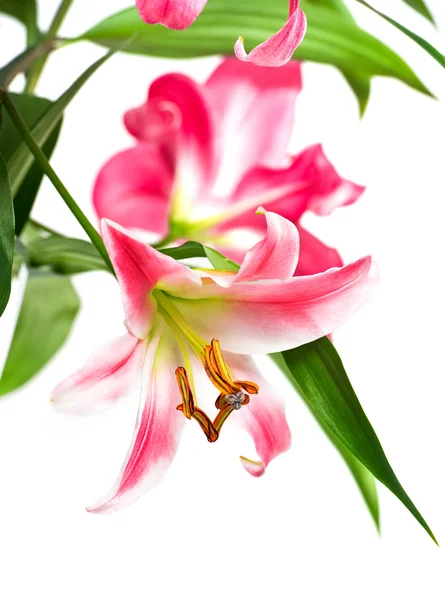 Rosa lily blommor — Stockfoto