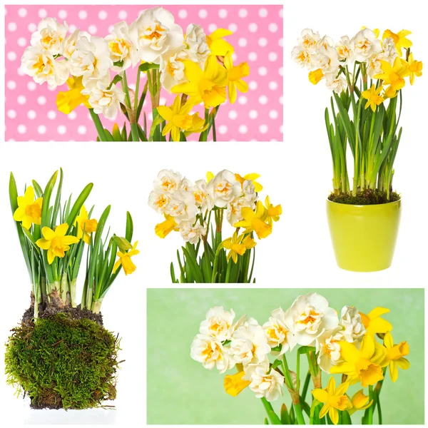 Vita och gula narcisser blommor. collage — Stockfoto