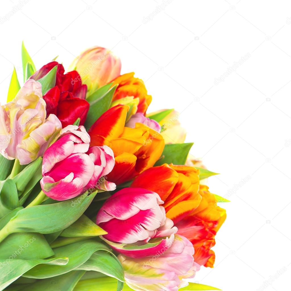 Bouquet of fresh colorful tulip flowers