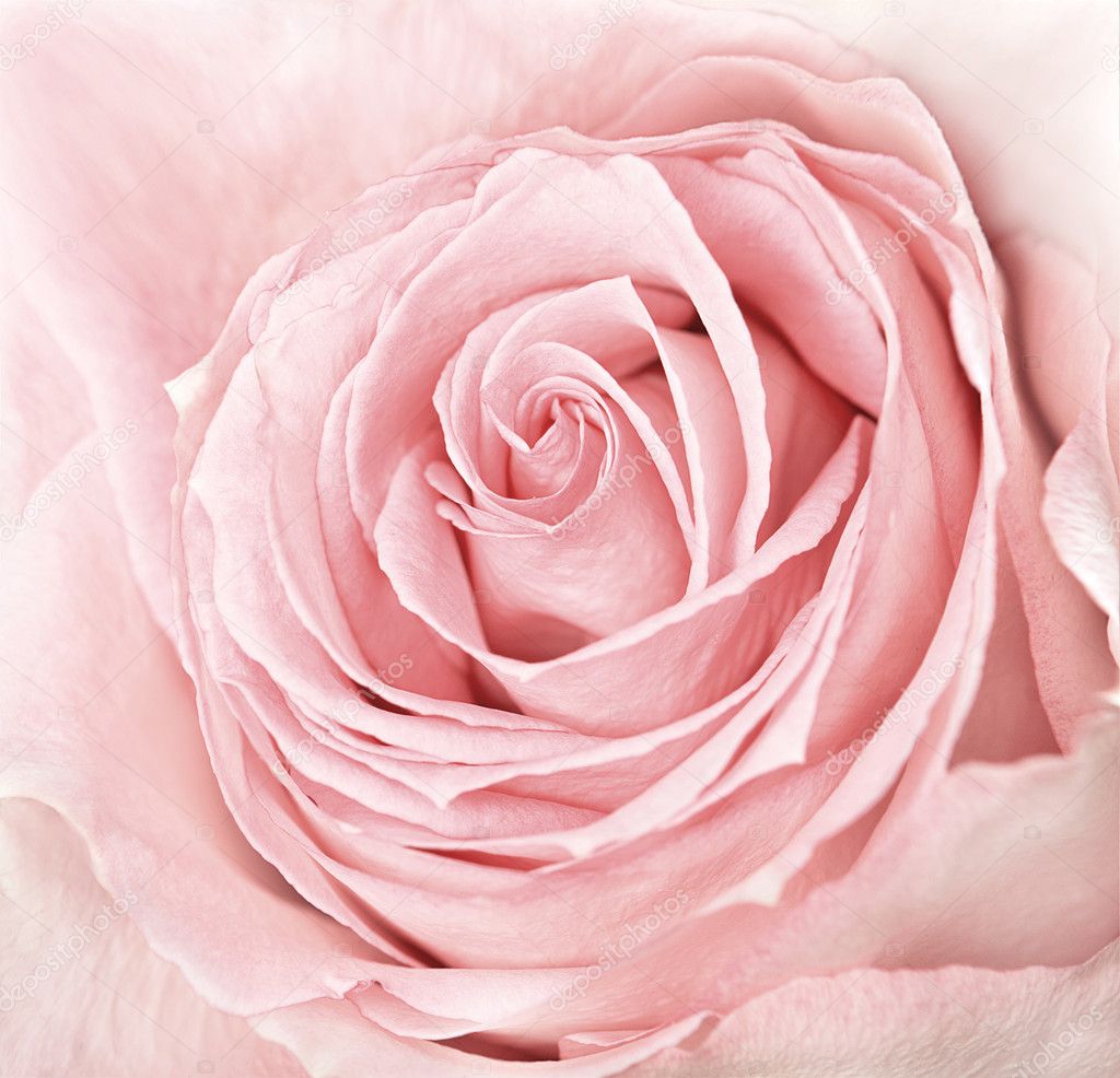 close-up of fresh pink rose