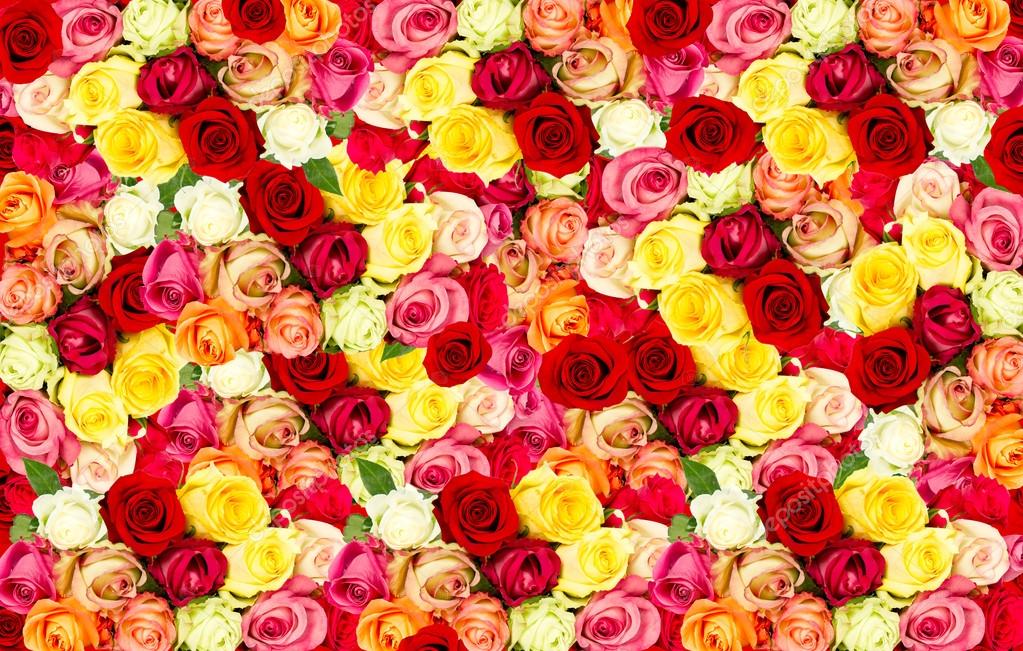 rosas assorted. campo de flores coloridas — Stock Photo © LiliGraphie