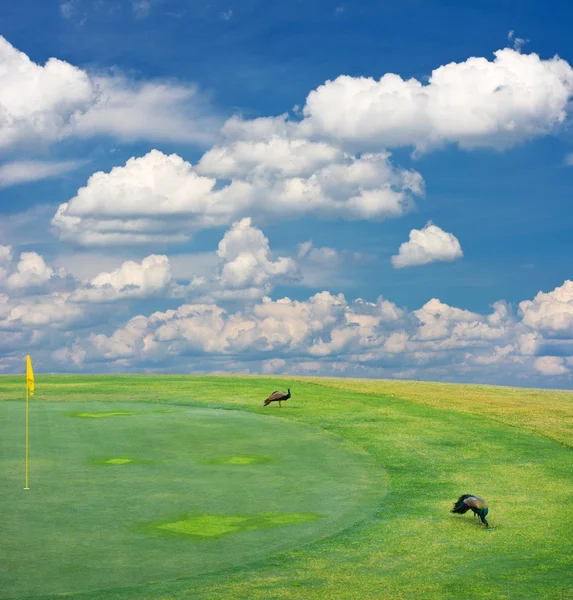 Golf field landscape — Stock Photo, Image