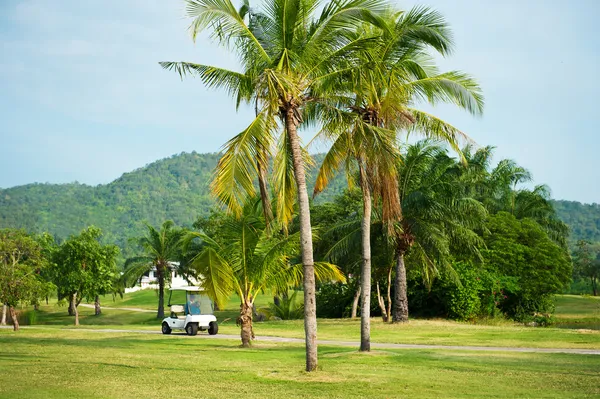 Campo da golf. palme paesaggio — Foto Stock