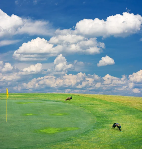 Golf field landscape — Stock Photo, Image