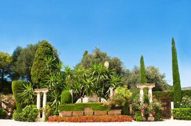 Mavi gökyüzü tropikal bitki