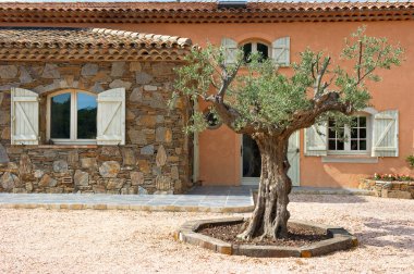 zeytin ağacı ve tipik küçük bağ chateau