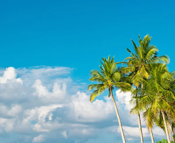 Palm trees on blue sky background — Stock Photo, Image