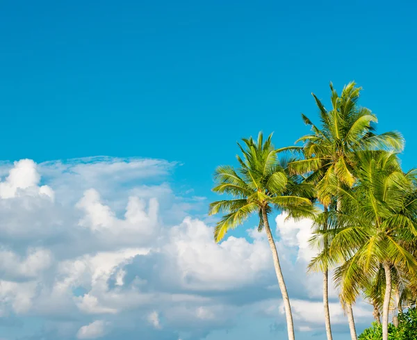 Palm trees on blue sky background — Stock Photo, Image