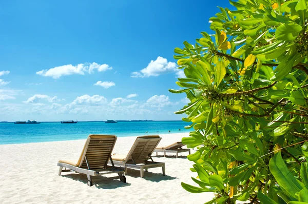 Blauwe hemel en groene planten op tropisch strand — Stockfoto