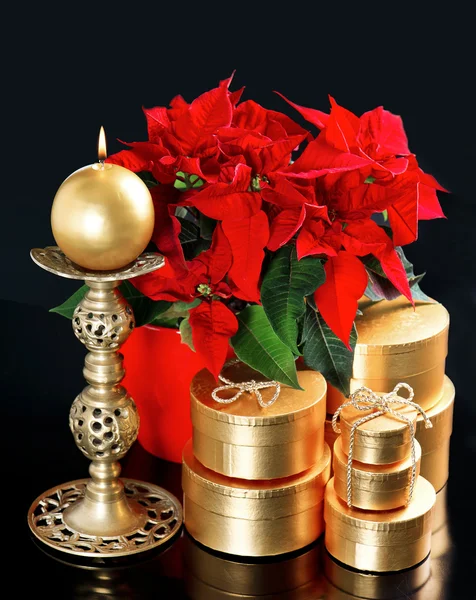 Red christmas flower poinsettia with golden gifts — Stock Photo, Image