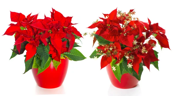 Roter Weihnachtsstern. Weihnachtsblume mit goldener Dekoration — Stockfoto