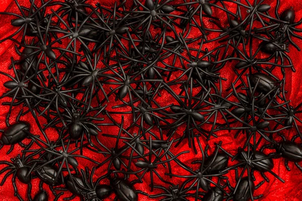 Vele zwarte spin en kever op rood. — Stockfoto