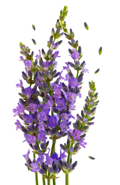 Fresh lavender plant flowers over white — Stock Photo, Image