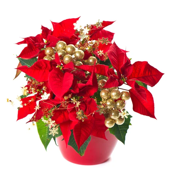 Christmas flower poinsettia with golden decoration — Stock Photo, Image