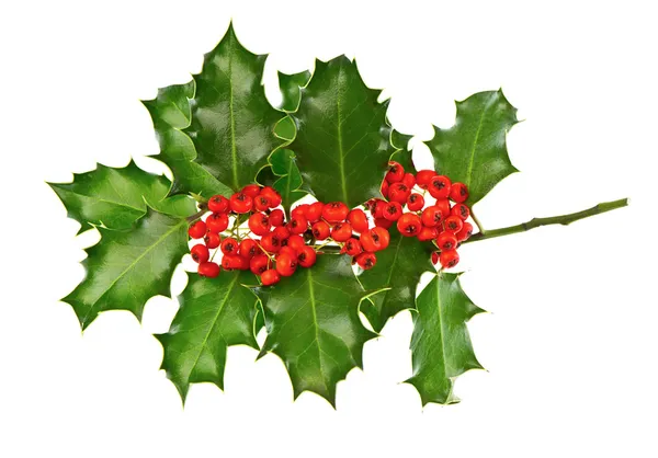 Christmas decoration holly with red berries — Stock Photo, Image