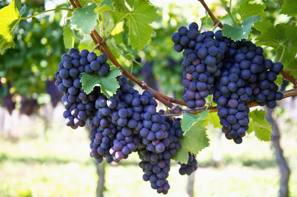 Paarse rode druiven met groene bladeren op de wijnstok — Stockfoto