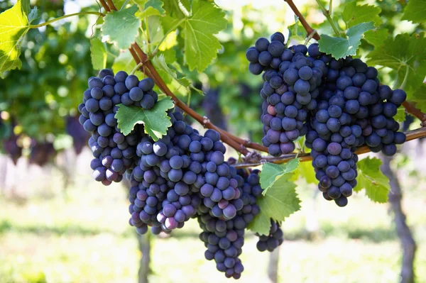 Uvas vermelhas roxas com folhas verdes na videira — Fotografia de Stock