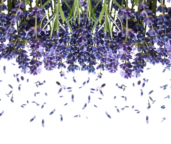 Massa färsk lavendel blommor på vit — Stockfoto