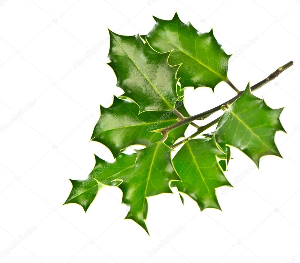 Brindille Houx Vert Frais Sur Fond Blanc Image Libre De Droit Par Liligraphie C Brindille Houx Vert Frais Sur Fond Blanc Image Libre De Droit Par Liligraphie C