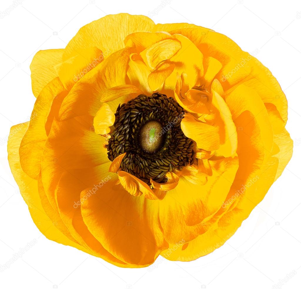 beautiful yellow single flower head