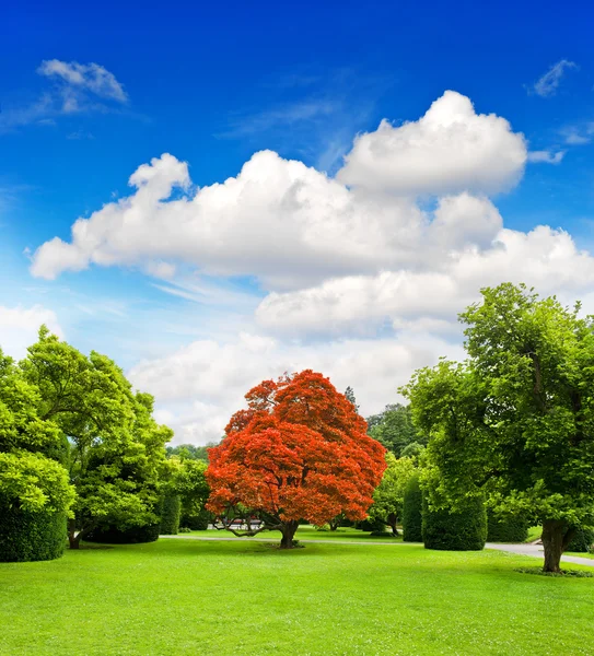 Belas árvores do parque sobre o céu azul dramático — Fotografia de Stock