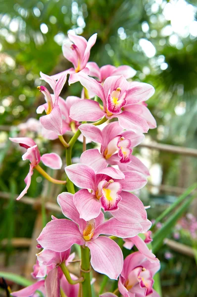 Růžová orchidej květina s tropickými rostlinami — Stock fotografie