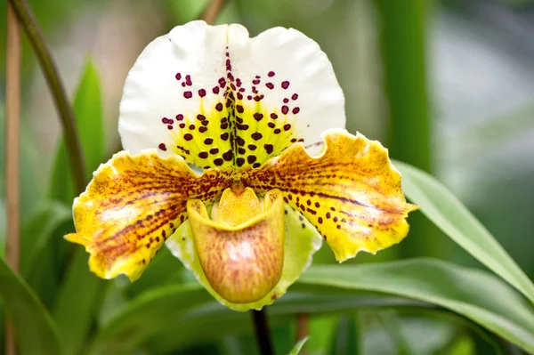 Exotic yellow orchid flower with tropical plants — Stock Photo, Image