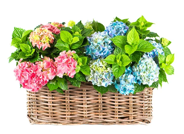 Coloridos arbustos de hortensias azules y rosadas — Foto de Stock