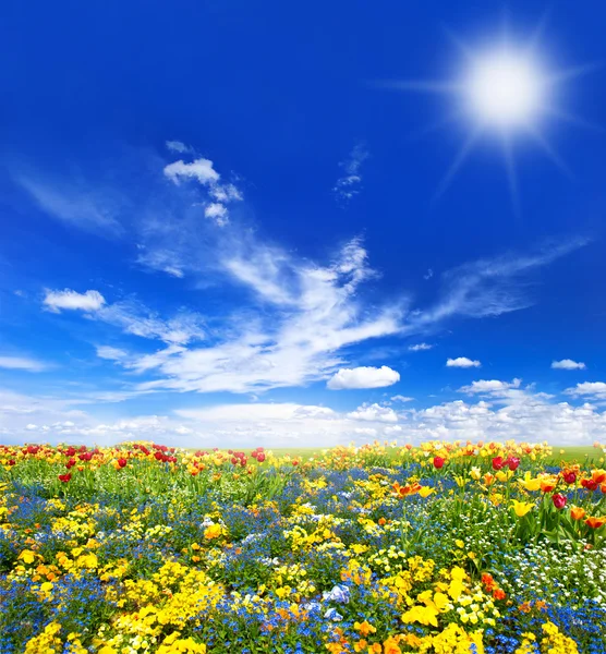 Prado con flores de primavera surtidos — Foto de Stock