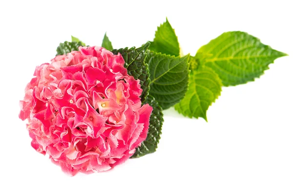 Pink hortensia blossom with green leaves — Stock Photo, Image