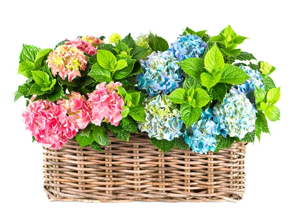 Colorful blue and pink hydrangea bushes — Stock Photo, Image