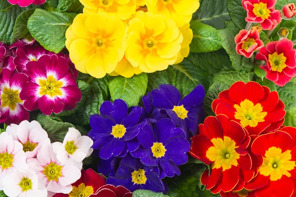 Primulas de primavera variadas. cama de flor colorida — Fotografia de Stock