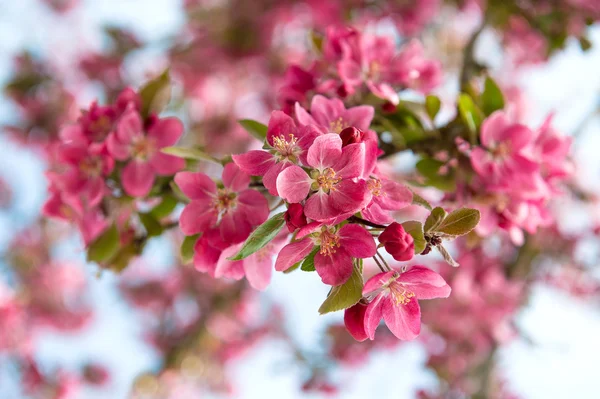 Blühender Kirschbaum. schöne rosa Blüten — Stockfoto