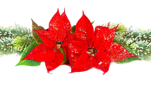 Jul blomma röd Julstjärna och vintergröna träd — Stockfoto