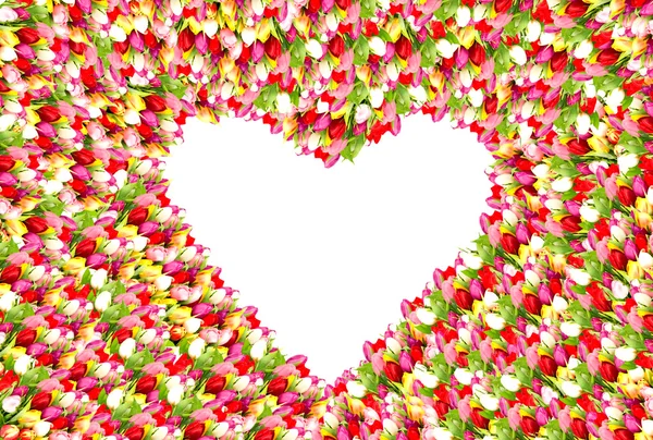Fargerike tulipanblomster. Vakre blomsterramme i hjerteform – stockfoto