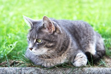 Çimlerin üzerinde ev kedisi