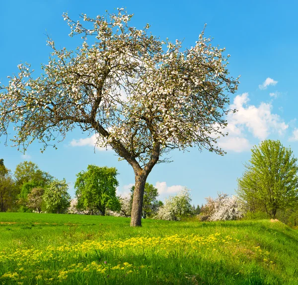 Blommande äppelträd på mulen himmel — Stockfoto