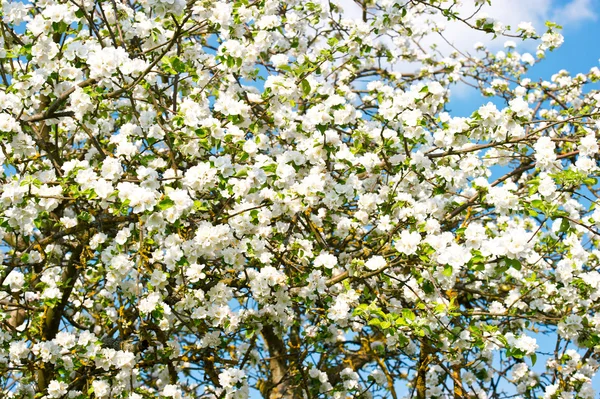 Albero di mele in fiore su sfondo cielo blu — Foto Stock