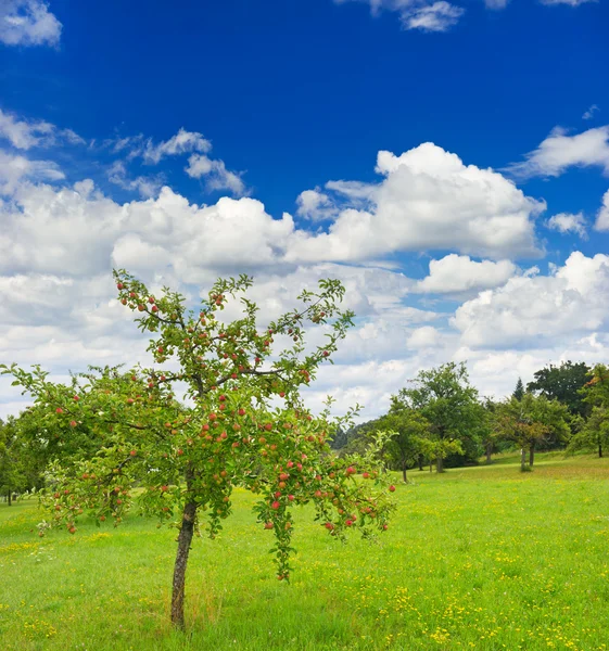 Apfelbaum am bewölkten blauen Himmel Hintergrund — Stockfoto