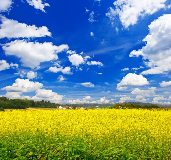 Campo de colza sobre céu azul nublado — Fotografia de Stock