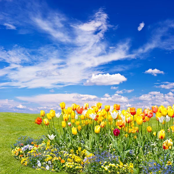 Campo di fiori tulipano su sfondo cielo blu — Foto Stock