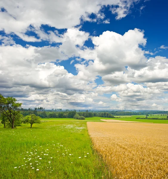 Сільській місцевості. краєвид з пшеничним полем і хмарним небом — стокове фото