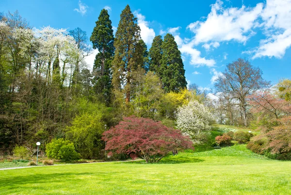 Prachtige parktrees in de lente bloeien — Stockfoto