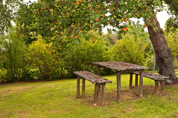 Autumn garden. red apples on apple tree branch — Stock Photo, Image