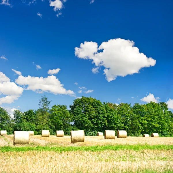 Field with rolled haystacks. european landscape — Stock Photo, Image
