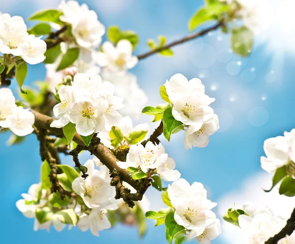 Bloeiende appelboom met witte bloemen — Stockfoto