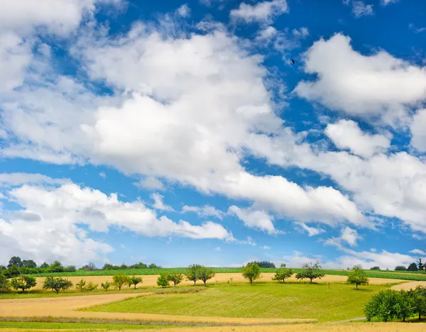 Села. краєвид з пшеничним полем над блакитним небом — стокове фото