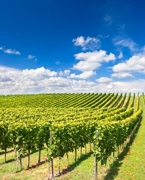 Paysage viticole avec ciel bleu nuageux — Photo