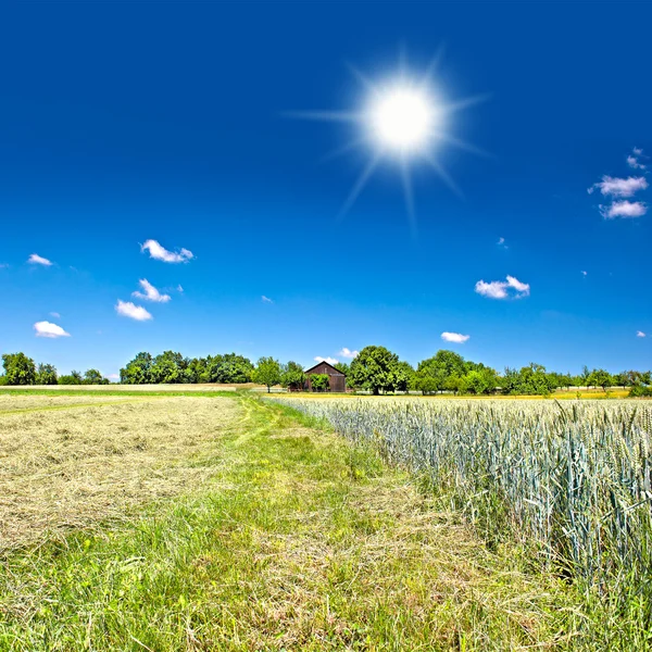 Wsi. krajobraz z pola pszenicy i błękitne niebo — Zdjęcie stockowe